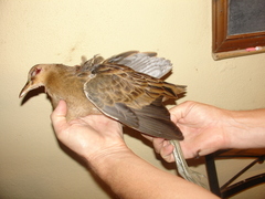 Gallicrex cinerea