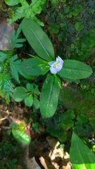 Bonnaya ruelloides
