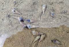 Zeacumantus lutulentus