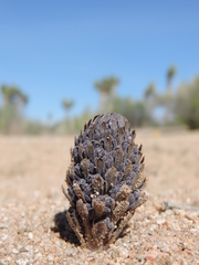 Pholisma arenarium