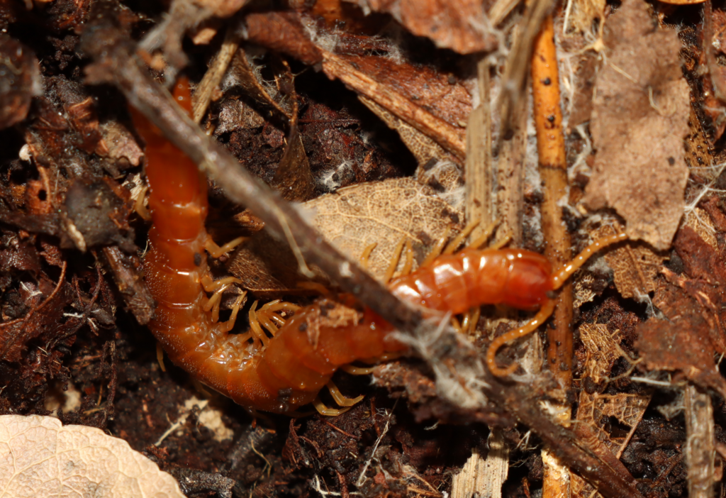 Theatops erythrocephalus
