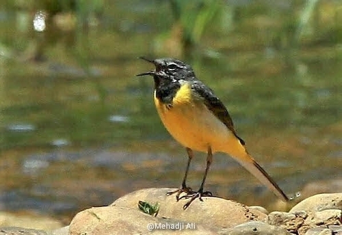 Grey Wagtail