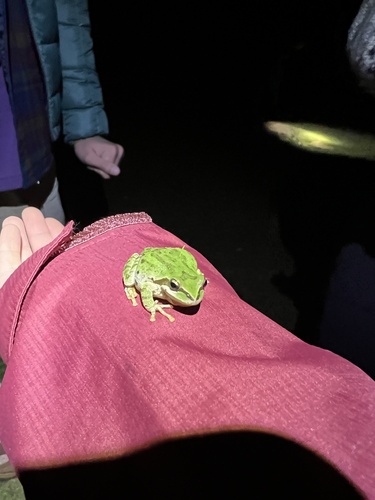 iNaturalist observation photo of Pacific chorus frog