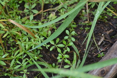 Galium tinctorium
