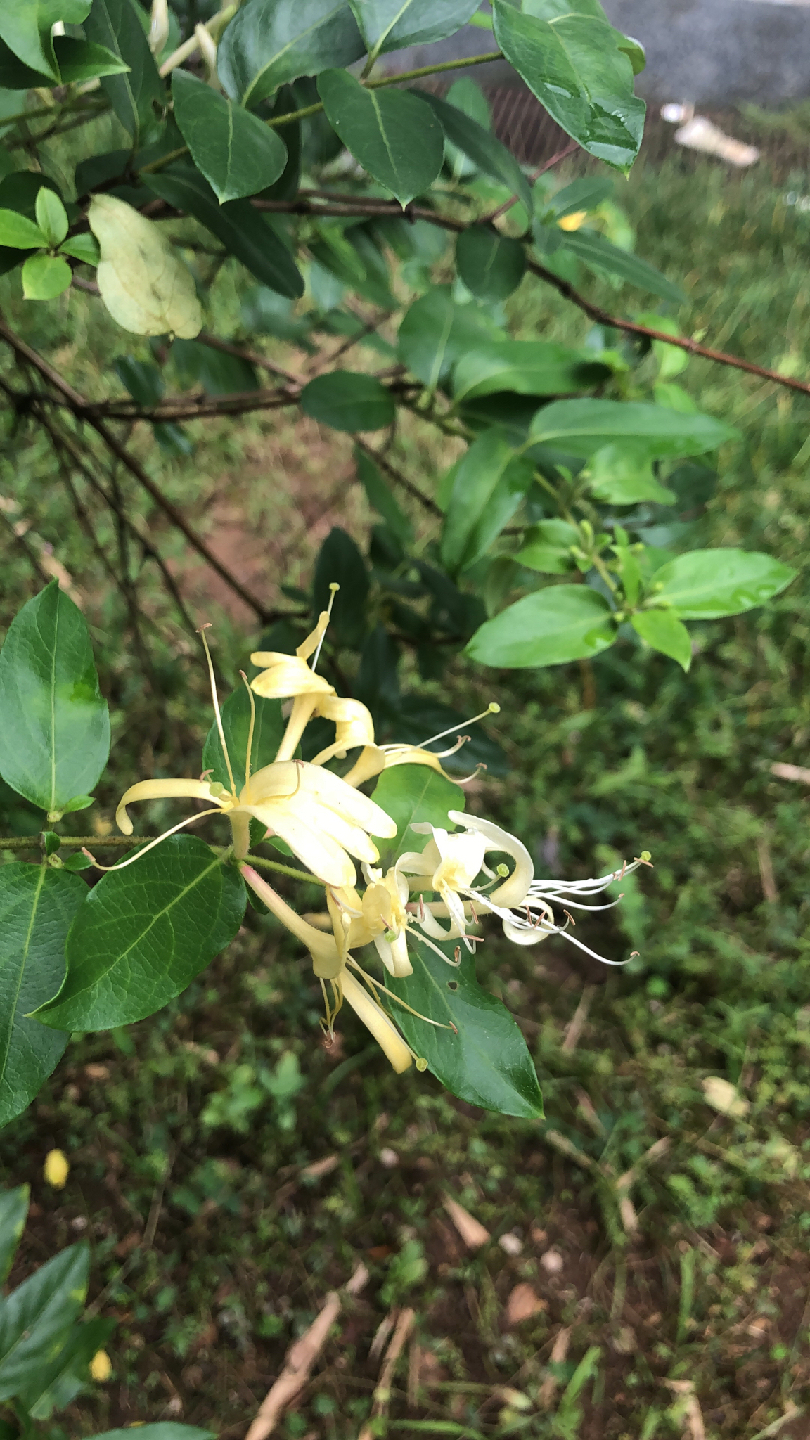 Lonicera japonica