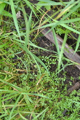 Galium tinctorium