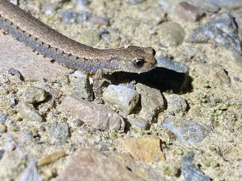 iNaturalist observation photo of California Slender Salamander