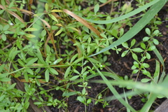 Galium tinctorium