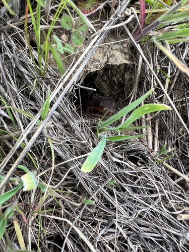 iNaturalist observation photo of California Newt
