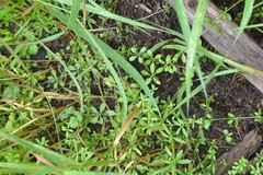 Galium tinctorium
