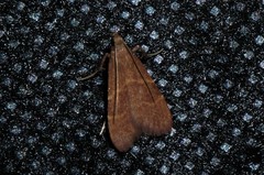 Arta epicoenalis