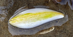 Macomona liliana