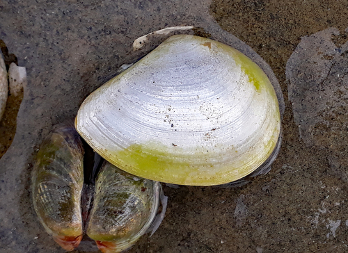 Macomona liliana