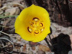 Calochortus aureus