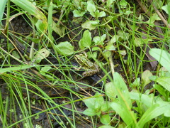 Lithobates pipiens