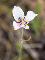 Calochortus ambiguus