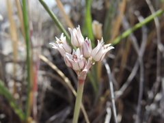 Allium macropetalum