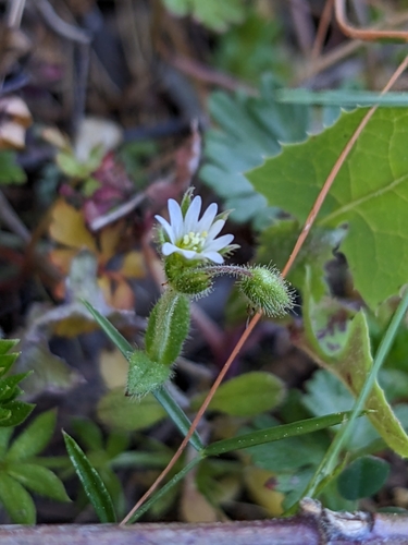 European chickweed (Cerastium pumilum)