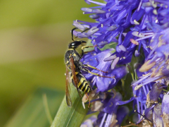 Ancistrocerus spilogaster
