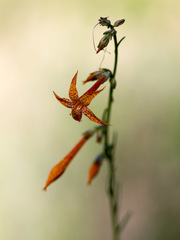 Ipomopsis aggregata formosissima