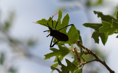 Acanthocephala thomasi