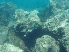 Halichoeres nicholsi