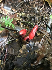 Monotropa coccinea