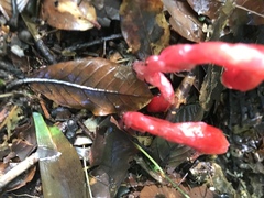 Monotropa coccinea