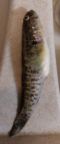 Grass goby (Zosterisessor ophiocephalus) — Gobiidae
