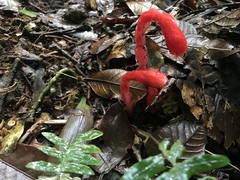 Monotropa coccinea