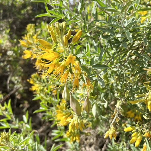 iNaturalist observation photo of Bladderpod