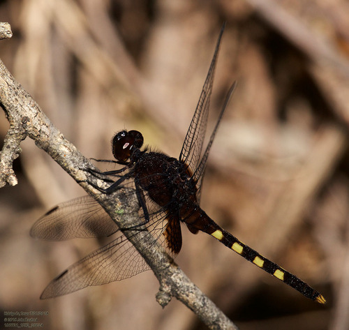 Black Pondhawk photo 6
