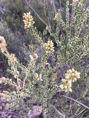 Mortonia scabrella