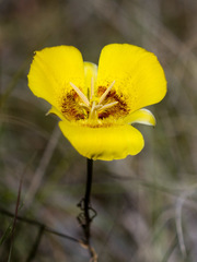 Calochortus concolor