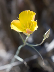 Calochortus concolor