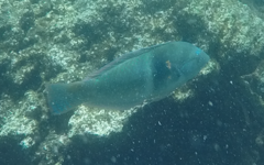 Halichoeres nicholsi