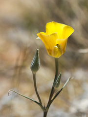 Calochortus concolor