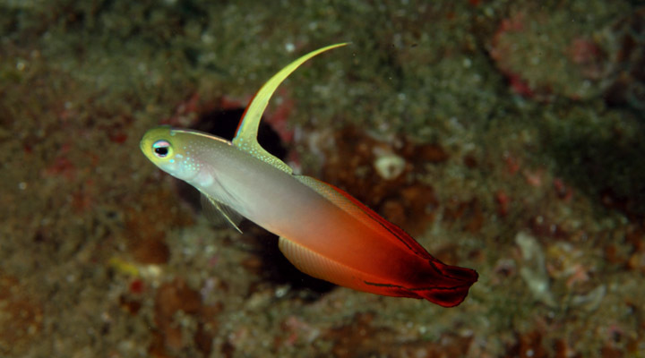 Fire Dartfish (Reef Fish of the Hawaiian Islands) · iNaturalist