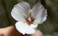 Calochortus palmeri