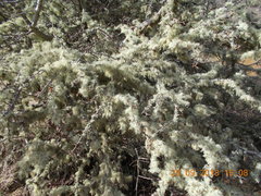 Usnea subgracilis