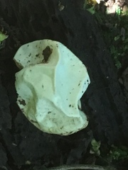 Phallomycetidae