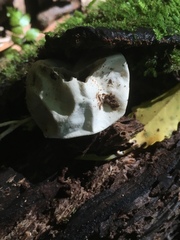 Phallomycetidae