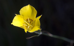 Calochortus concolor
