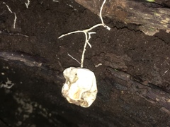 Phallomycetidae