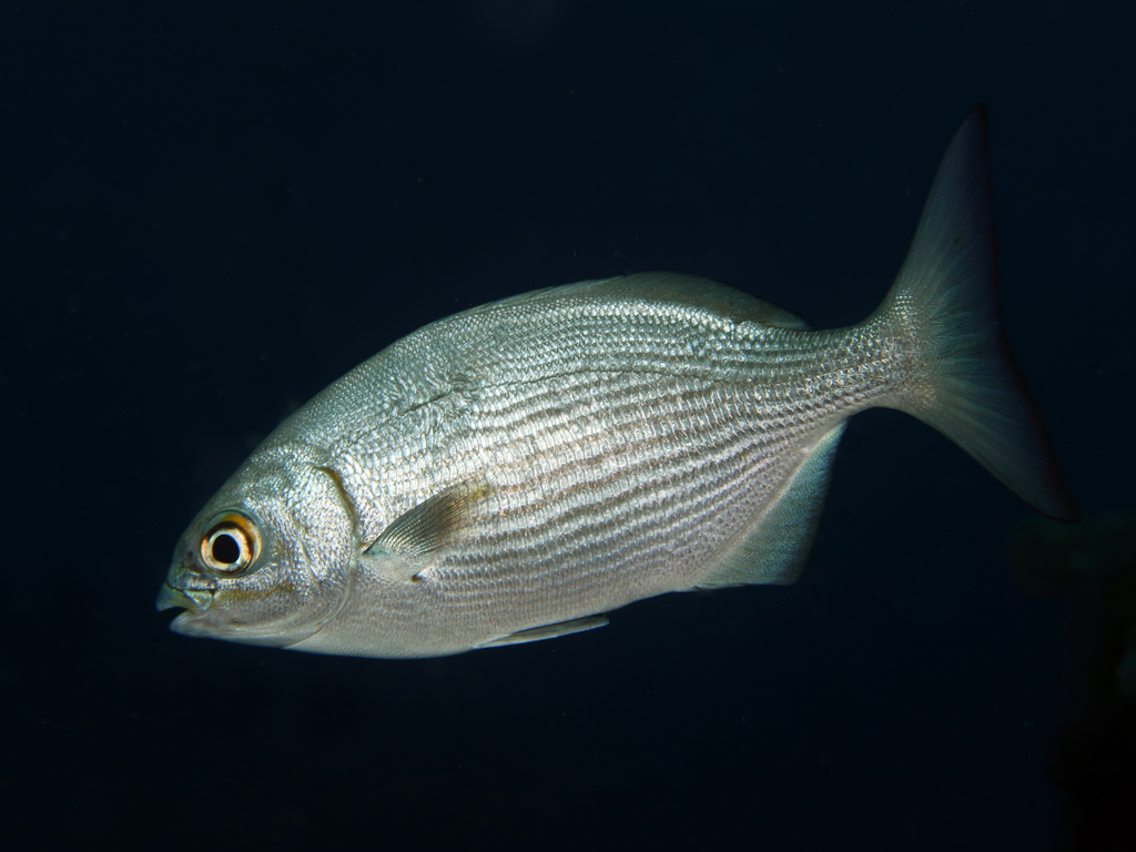 Brassy Drummer (Reef Fish of the Hawaiian Islands) · iNaturalist
