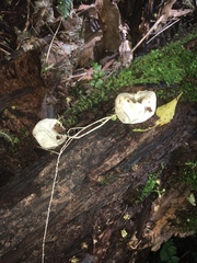 Phallomycetidae