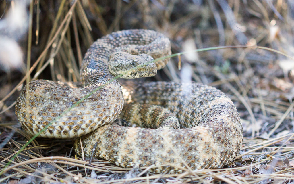 Southwestern Speckled Rattlesnake from Thomas Mountain, California ...