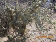 Usnea subgracilis