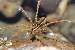 Dolomedes dondalei