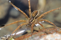 Dolomedes dondalei